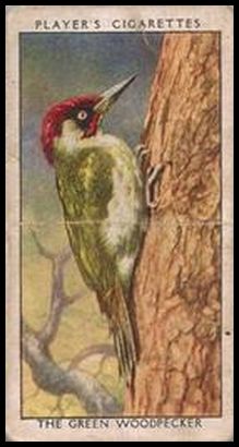 48 The Green Woodpecker